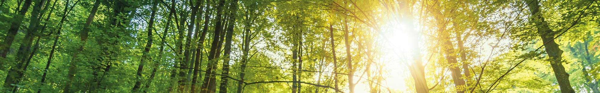 sun shining through a forest of trees