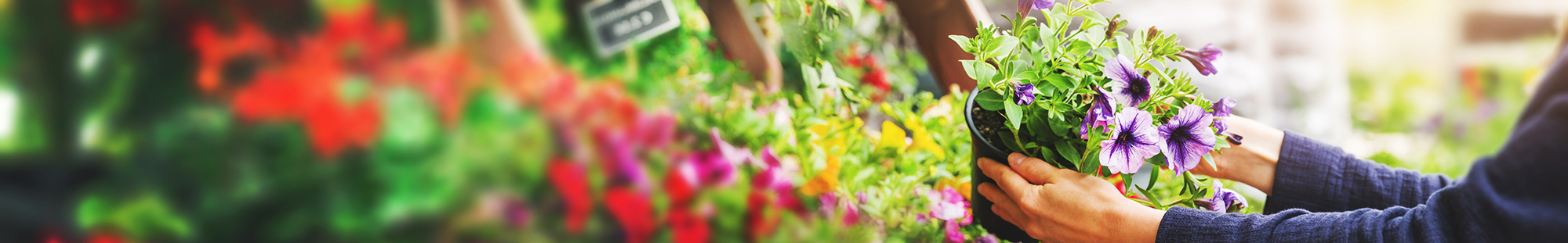 a flower shop