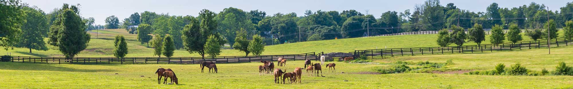 a field in Kentucky with horses